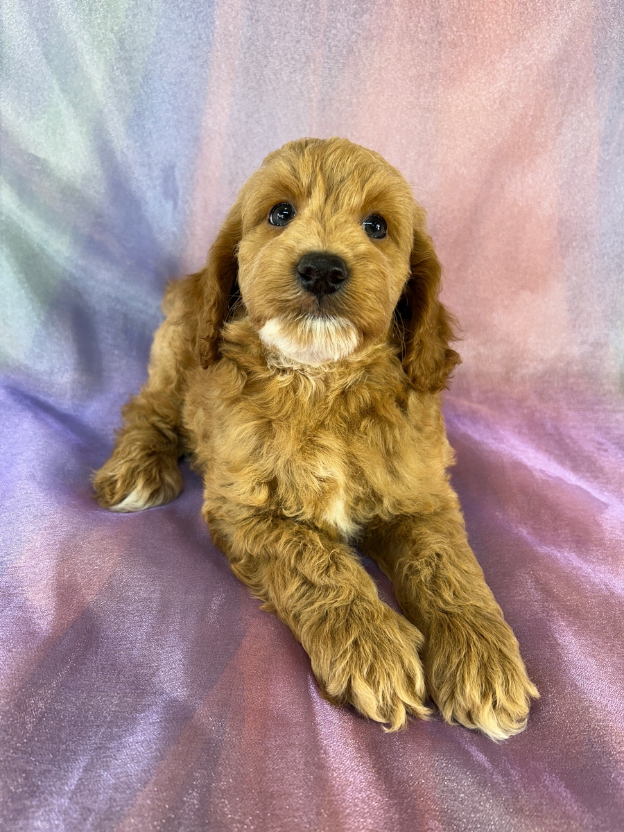 Male Cockapoo Puppy for Sale DOB 7-24-2026 $950